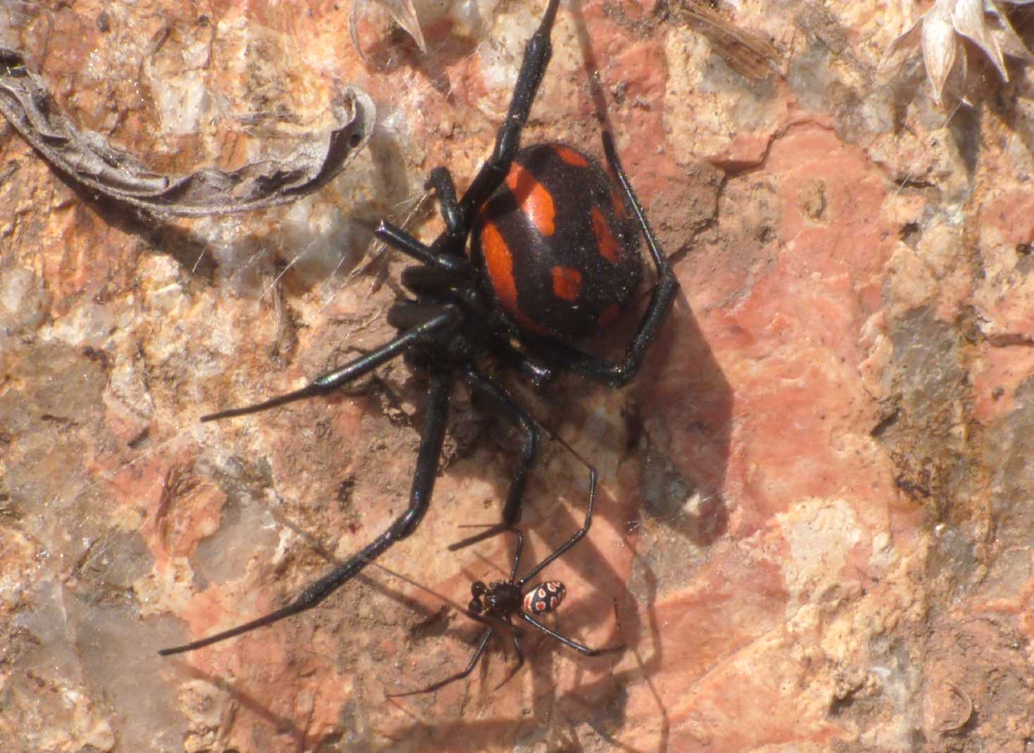 Latrodectus tredecimguttatus: maschi scapoli e ammogliati